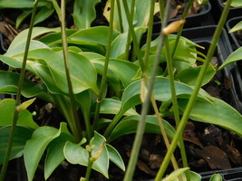 Hosta  'Paradise Puppet'